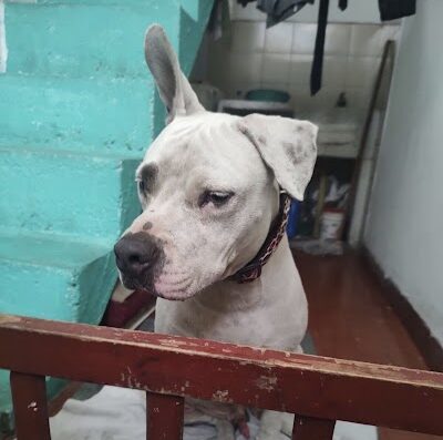 Perro encontrado en Primitivo