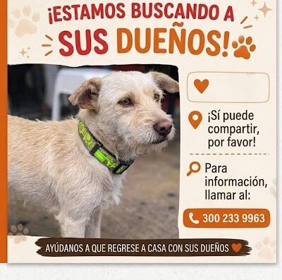 Perro encontrado en Terron