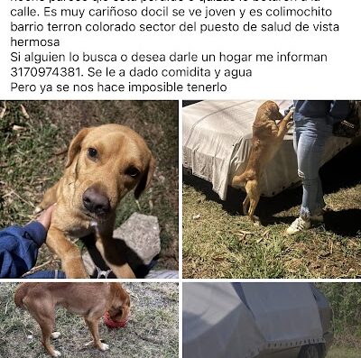 Perro encontrado en Terron Colorado