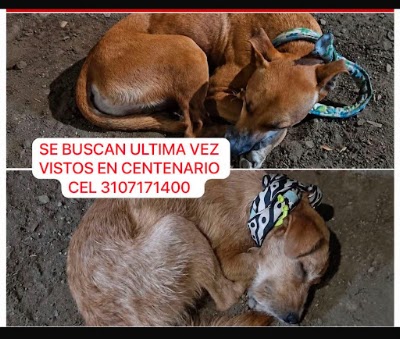 Perro perdido en Centenario