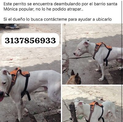 Santa Mónica Popular