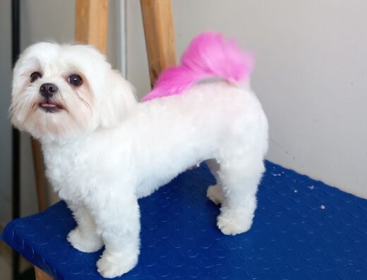 Peluquería Canina Mundo Peludo Cali