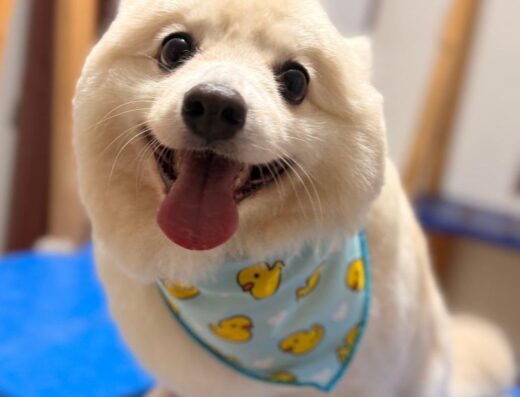 Peluquería Canina Mundo Peludo Cali