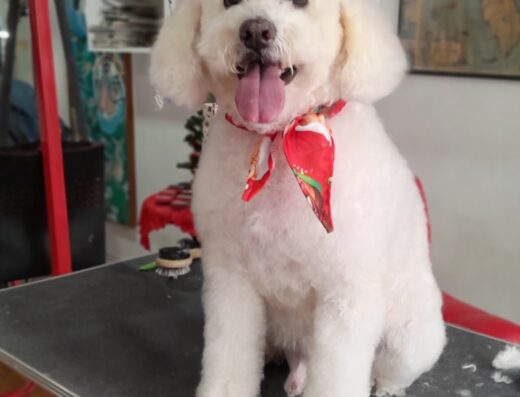 Peluqueria Canina y Felina Royal’s Pet’s