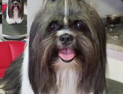 Peluqueria Canina y Felina Royal’s Pet’s