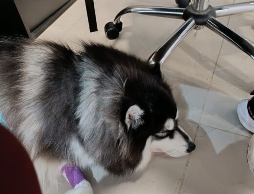 Pequeñas Especies Servicios Veterinarios