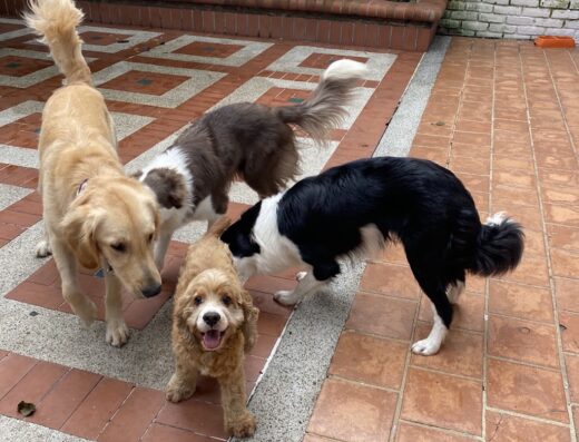 PERRO FELIZ – CENTRO DE EDUCACIÓN Y MEDICINA DEL COMPORTAMIENTO
