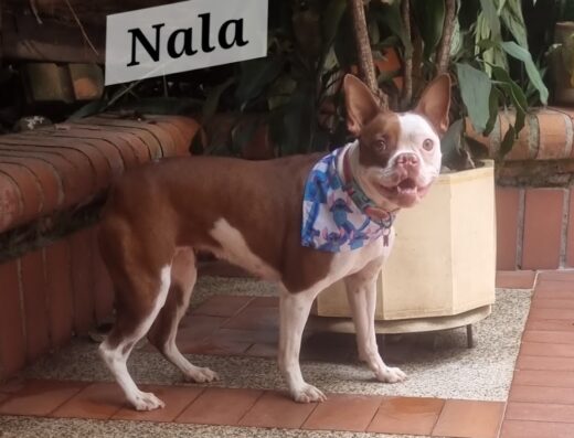 PERRO FELIZ – CENTRO DE EDUCACIÓN Y MEDICINA DEL COMPORTAMIENTO