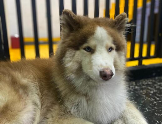 Pet House Care