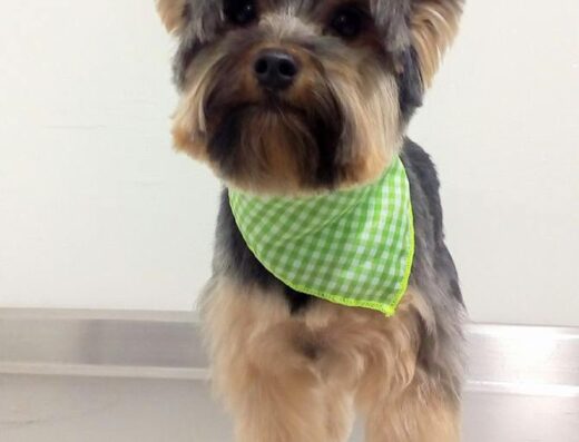 PETS PLUS Veterinaria