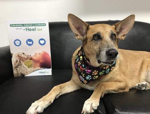 PetShop Animal Hospital