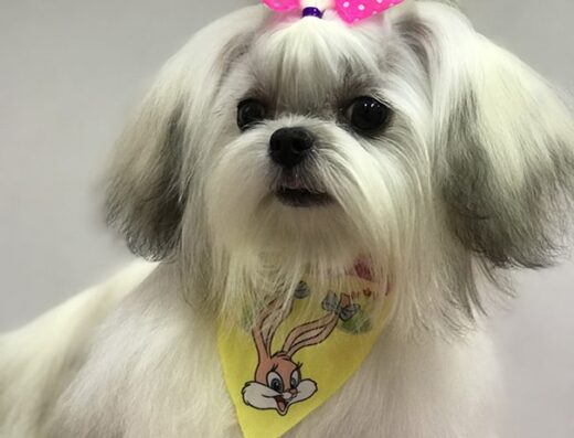 PetShop Animal Hospital