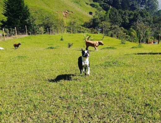 Rancho San Isidro Guardería Canina