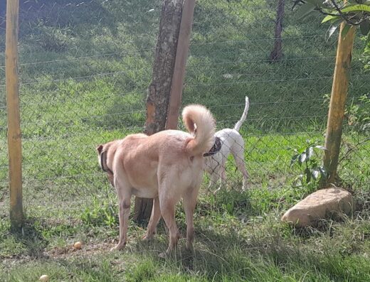 Rancho San Isidro Guardería Canina