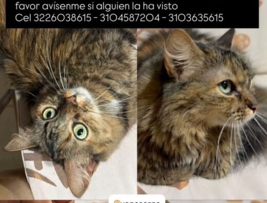 Bartola · Mestiza café con manchas peluda