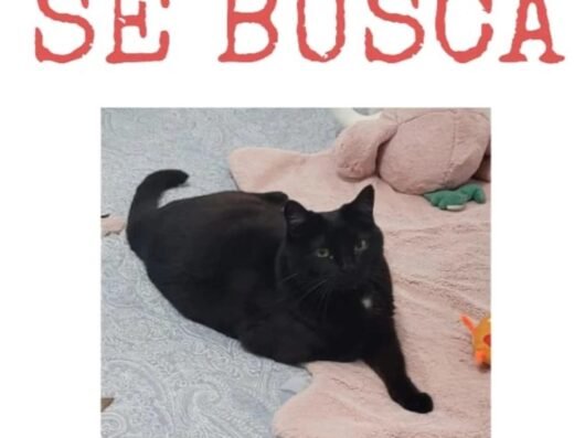 Blackie
