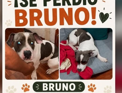 Bruno · Mediano color blanco manchas grises
