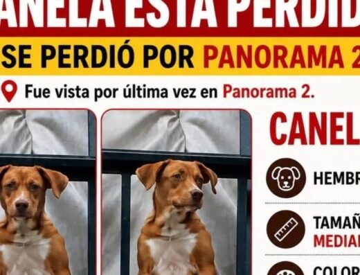 Canela · Mediana café
