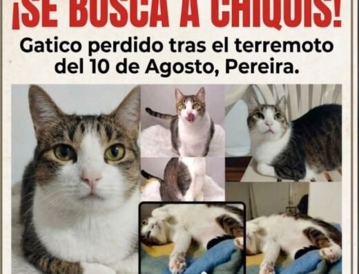 Chiquis · Mestizo
