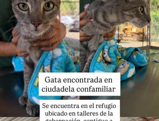 Gato encontrado · URGN av sur