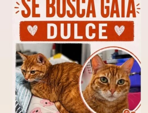Dulce · Naranja