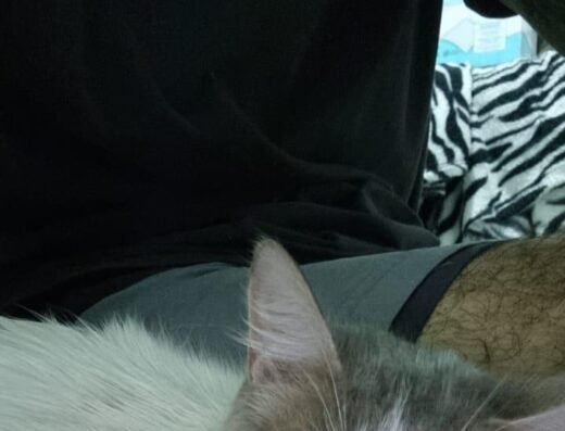 Gato encontrado