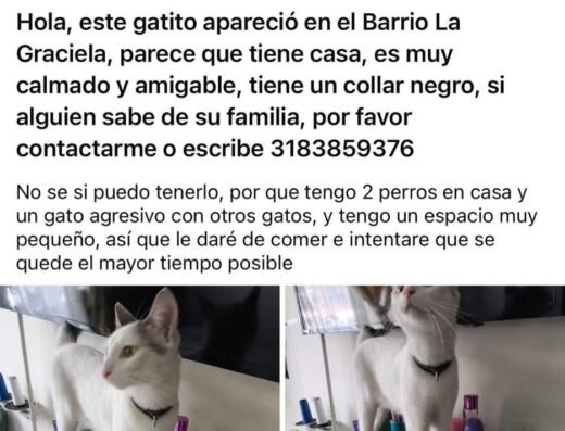 Gato encontrado · Blanco