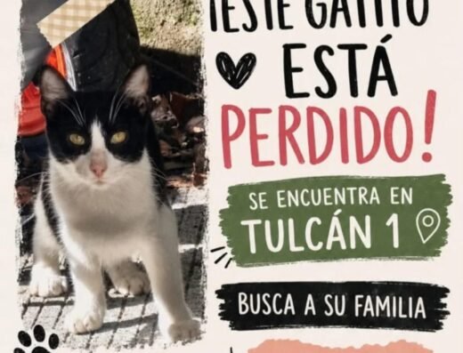 Gato encontrado · Blanco y negro