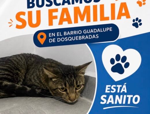 Gato encontrado · Guadalupe Dosquebradas