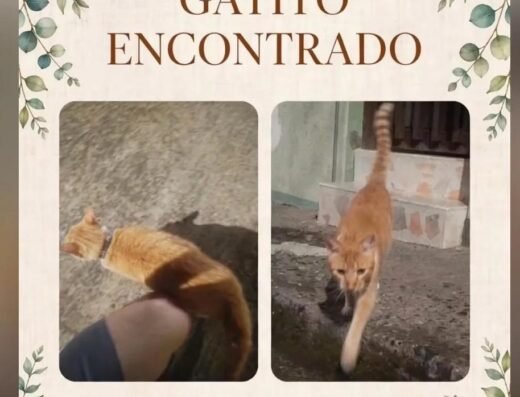 Gato encontrado · Pereira