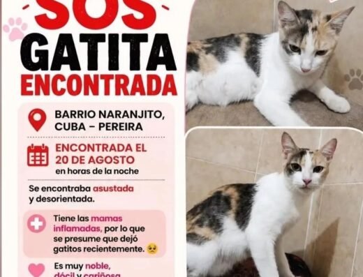 Gato encontrado · Pereira