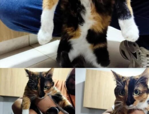 Gato encontrado · Pereira