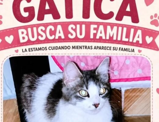 Gato encontrado · Pereira