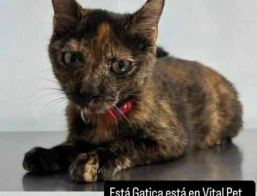 Gato encontrado · Pereira