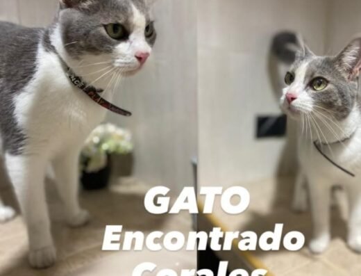 Gato encontrado · Pereira