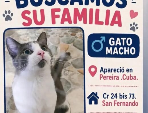 Gato encontrado · Pereira