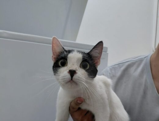 Gato encontrado · Mestizo