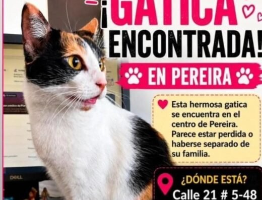 Gato encontrado · Pereira