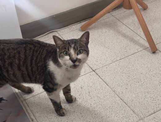 Gato encontrado · Pereira