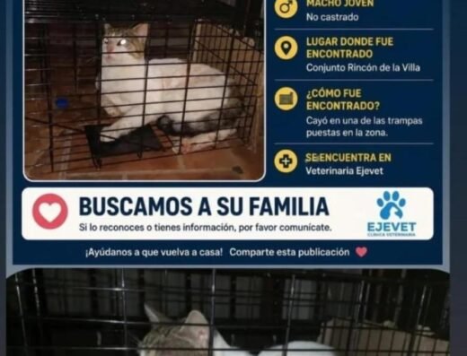 Gato encontrado · Pereira
