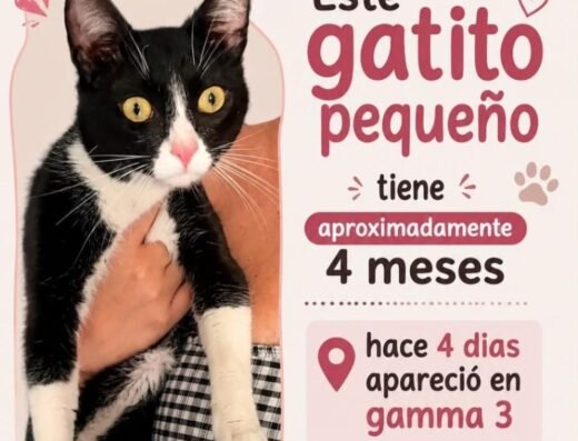 Gato encontrado · Pereira