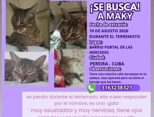 Maky · Mancha café naranja en la cabeza
