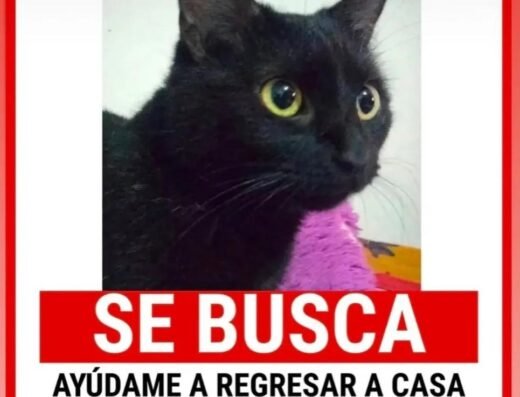 Morita · Negra, ojos verdes