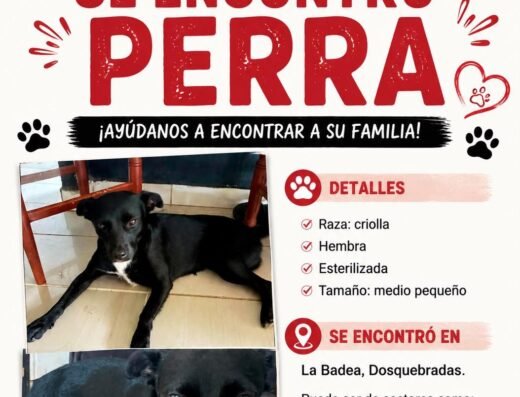 Perro encontrado · Criolla