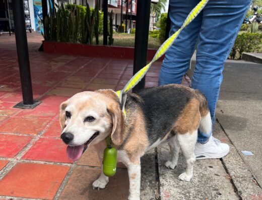 No tiene placa · Beagle