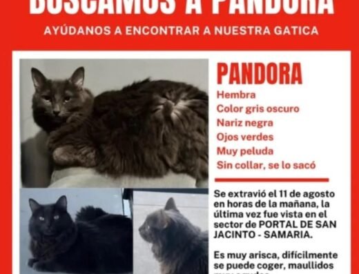 Pandora · Gris oscuro