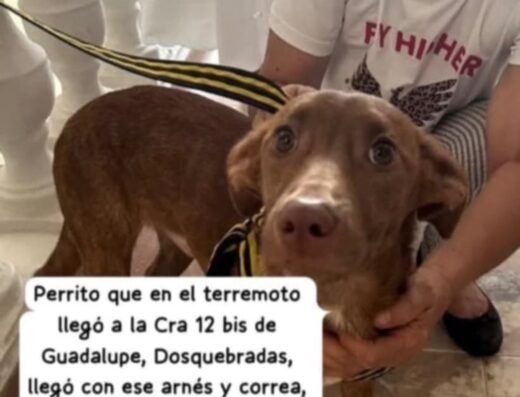 Perro encontrado · Mestizo mediano