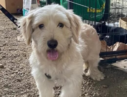 Perro encontrado · Blanco