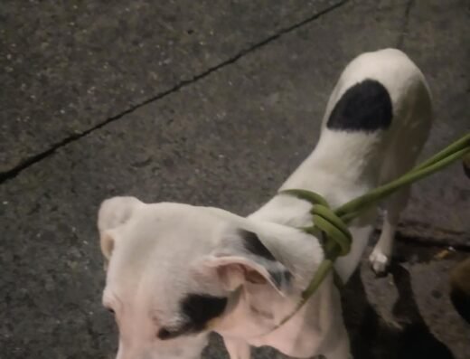 Perro encontrado · Blanco con  manchas negras