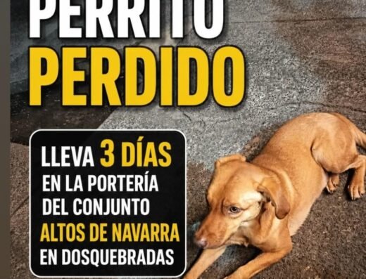 Perro encontrado · Dosquebradas